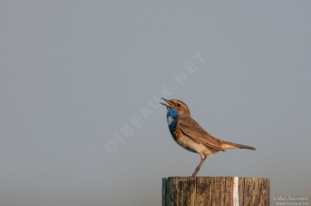 Bluethroat