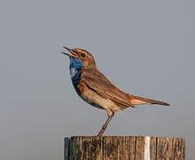 Bluethroat