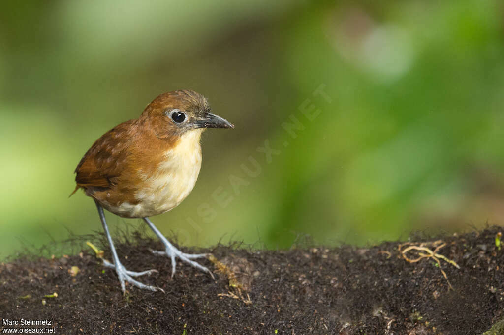 Yellow-breasted Antpittaadult, Behaviour