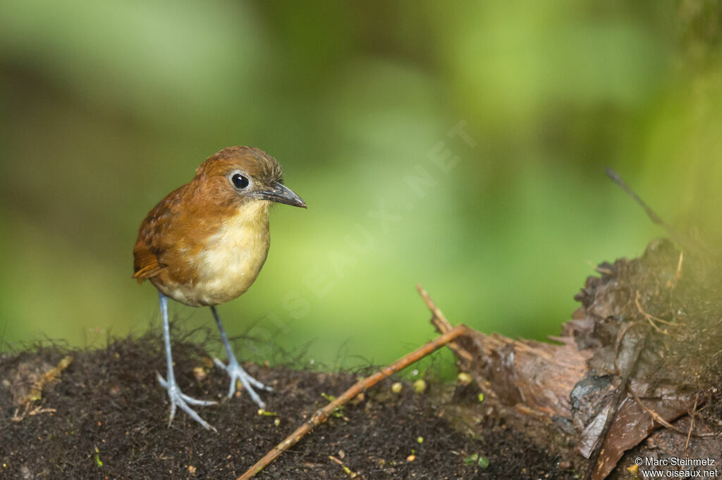 Yellow-breasted Antpitta