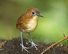 Yellow-breasted Antpitta