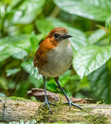 White-bellied Antpitta