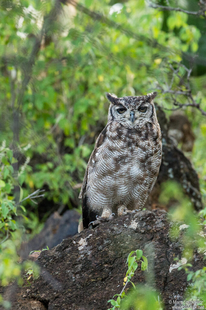 Spotted Eagle-Owl