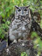 Spotted Eagle-Owl