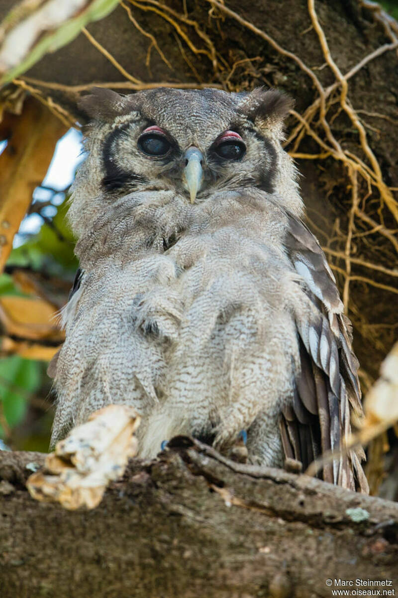 Grandduc de Verreaux mast305949