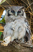 Verreaux's Eagle-Owl