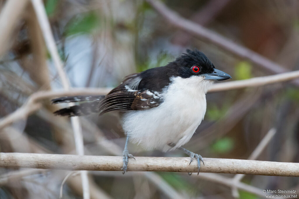 Great Antshrike male