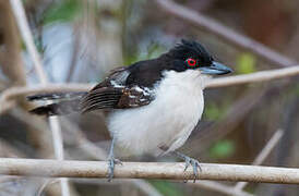 Great Antshrike