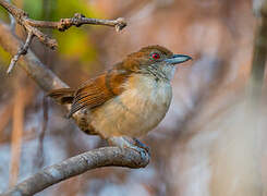 Great Antshrike