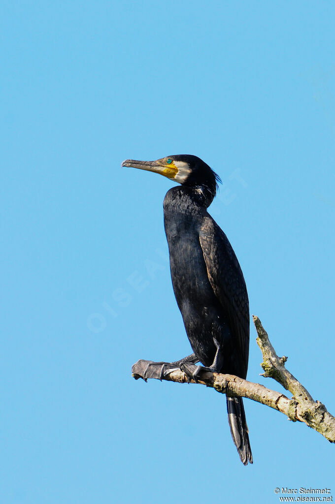 Great Cormorant