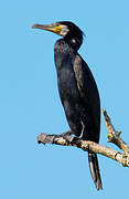 Great Cormorant