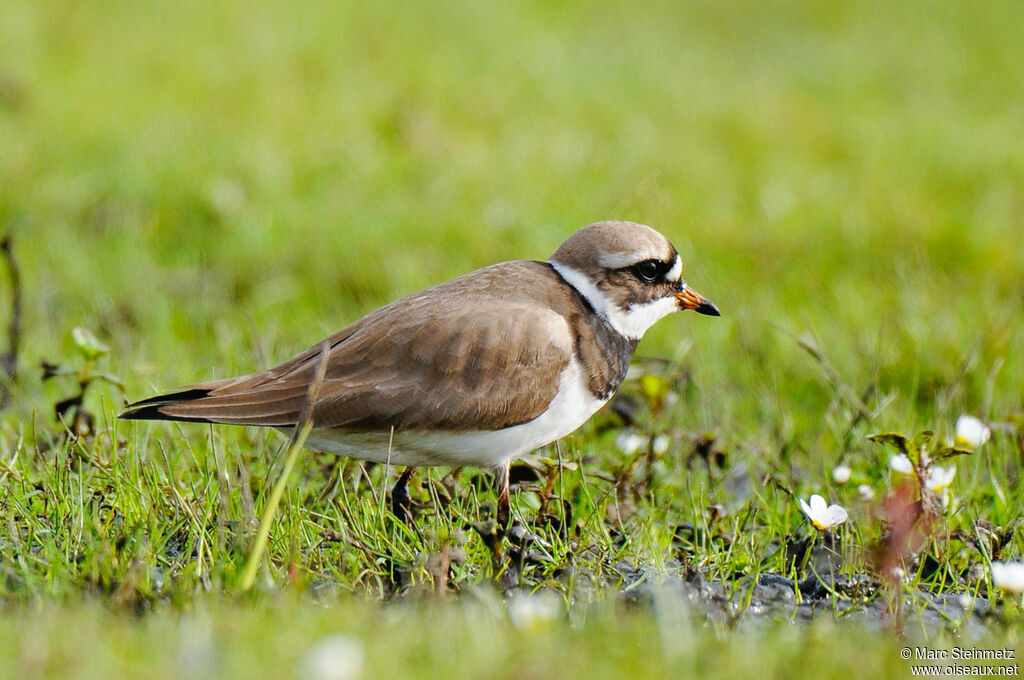 Common Ringed Plover