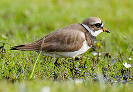 Common Ringed Plover