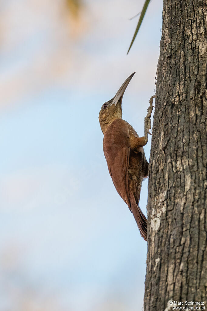 Great Rufous Woodcreeper