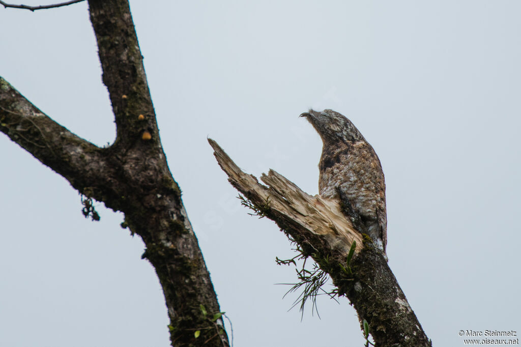 Great Potoo