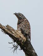 Great Potoo