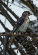 Greater Honeyguide