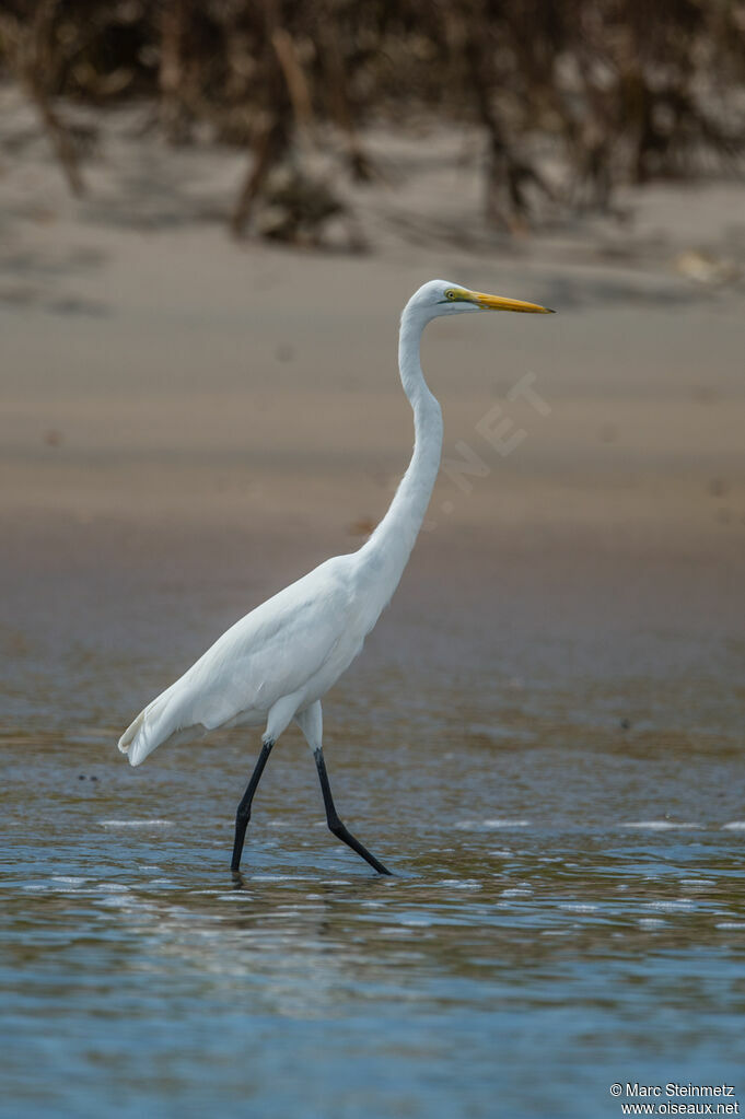 Grande Aigrette