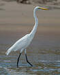 Grande Aigrette