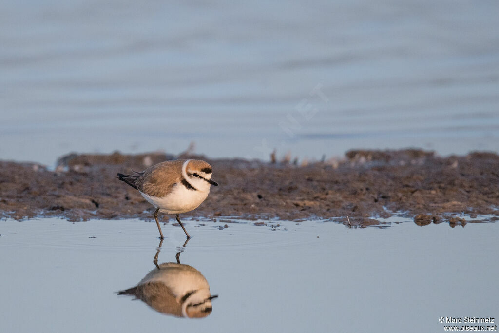 Kentish Plover