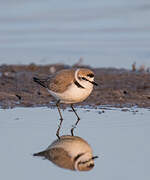 Kentish Plover