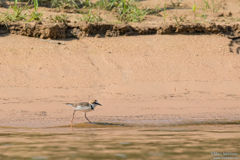 Collared Plover