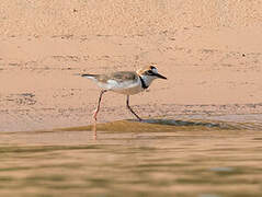 Collared Plover