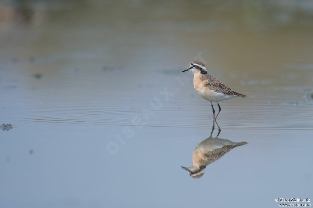 Kittlitz's Plover