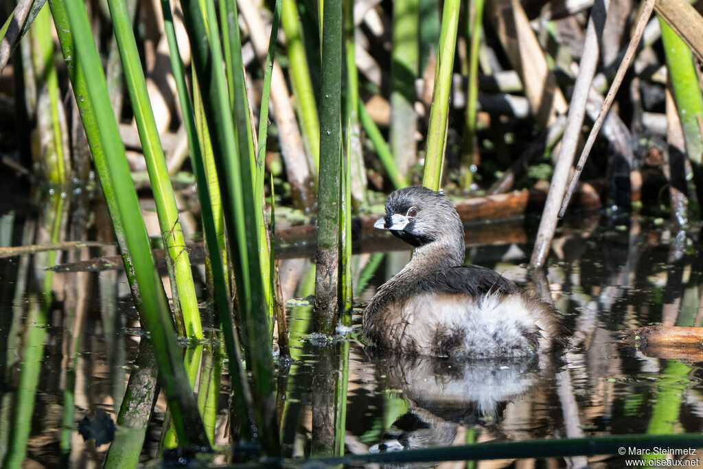 Pied-billed Grebe