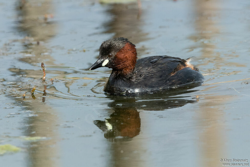 Little Grebe