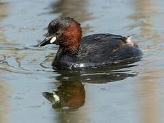 Little Grebe