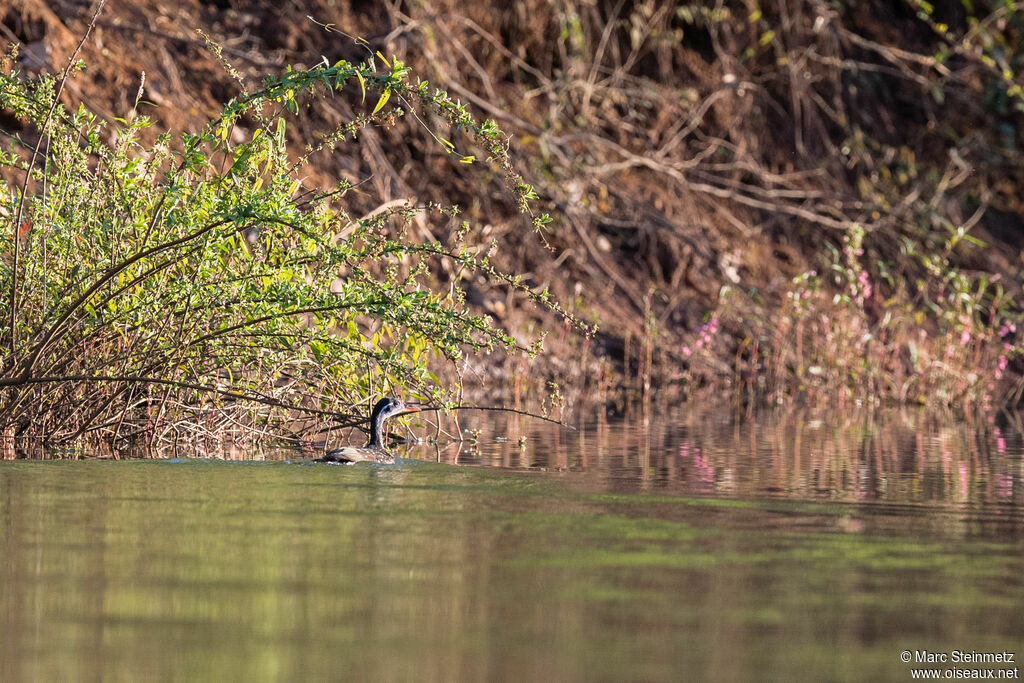 African Finfoot