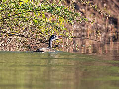 African Finfoot