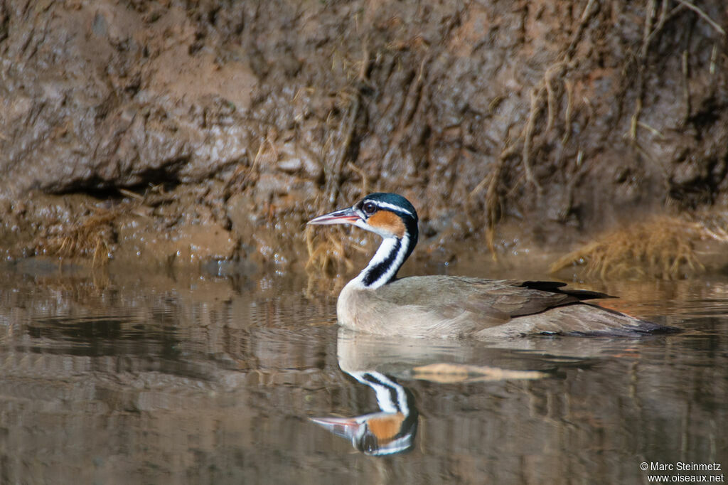 Sungrebe