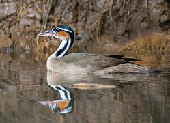 Sungrebe