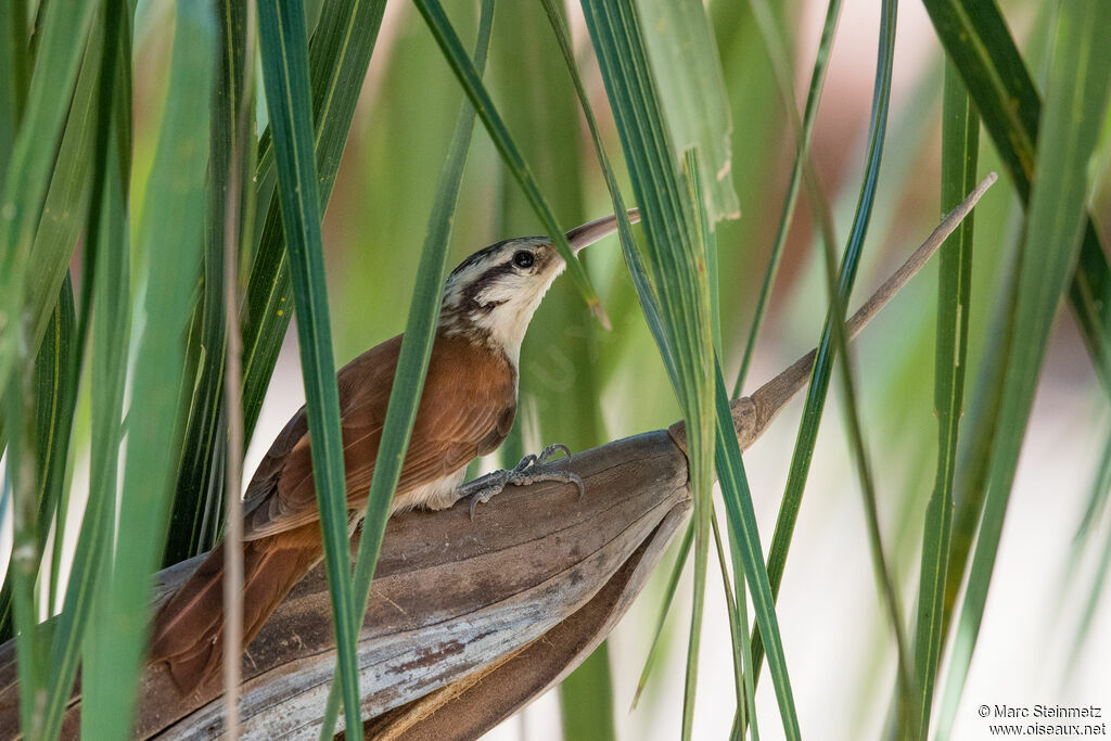 Narrow-billed Woodcreeper