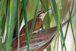 Narrow-billed Woodcreeper