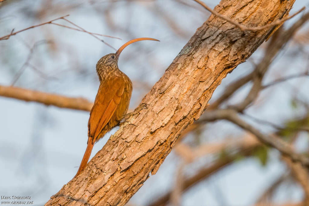 Red-billed Scythebilladult, identification