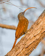 Red-billed Scythebill