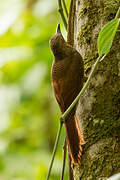 Amazonian Barred Woodcreeper