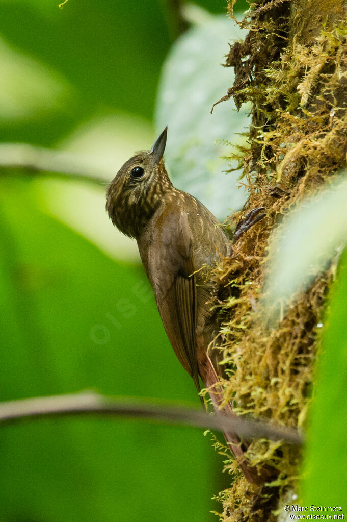 Wedge-billed Woodcreeper