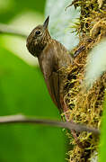 Wedge-billed Woodcreeper