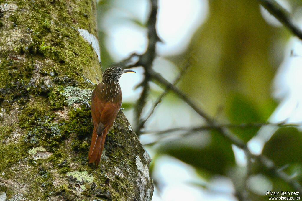 Streak-headed Woodcreeper