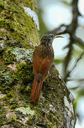 Streak-headed Woodcreeper