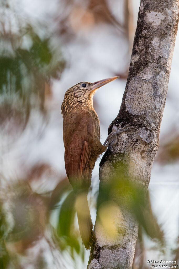 Buff-throated Woodcreeper