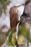 Buff-throated Woodcreeper