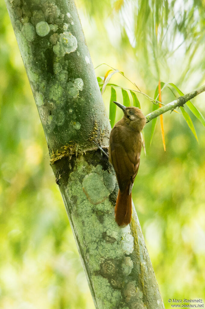 Plain-brown Woodcreeper