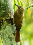 Plain-brown Woodcreeper