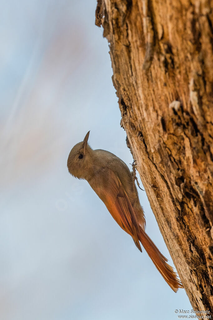 Olivaceous Woodcreeper