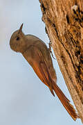 Olivaceous Woodcreeper